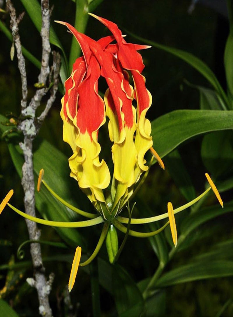 جي جوت 50 قطعة من بذور زهور الزنبق المشتعلة وبذور نباتات بونساي لتزيين حديقة الزهور - Image 4