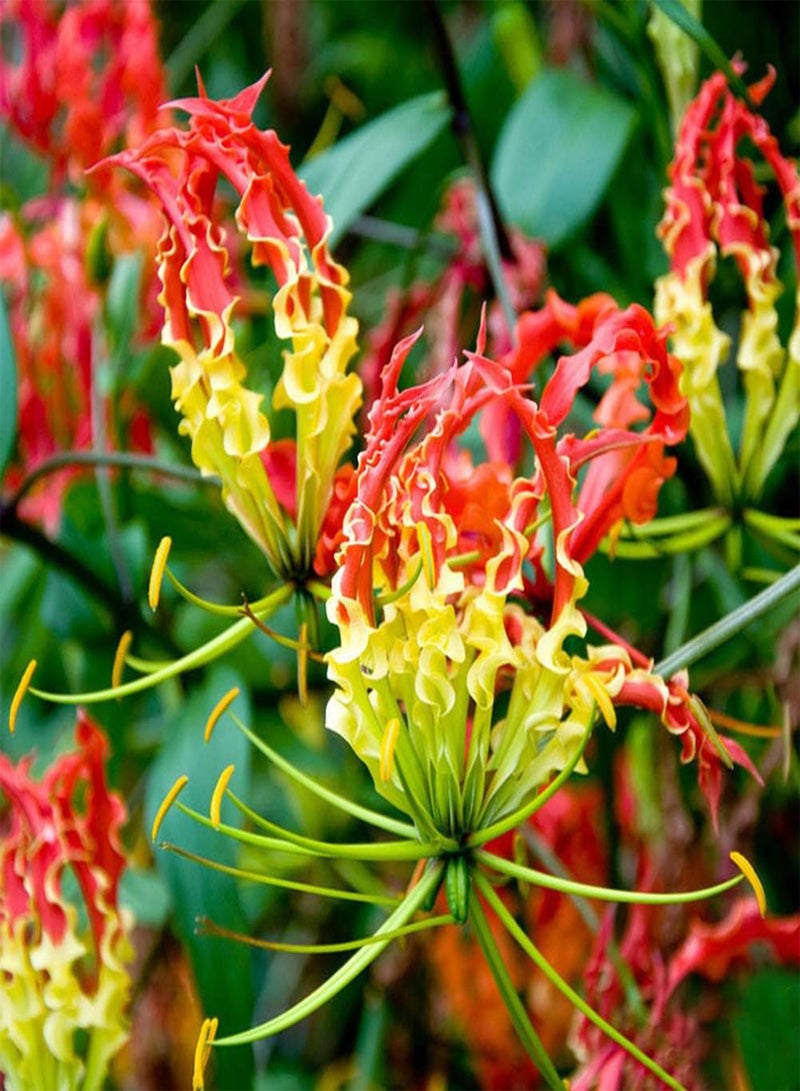 جي جوت 50 قطعة من بذور زهور الزنبق المشتعلة وبذور نباتات بونساي لتزيين حديقة الزهور - Image 5