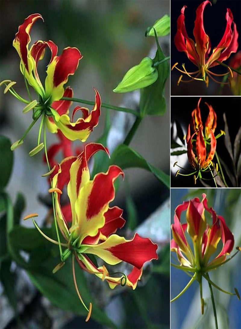 جي جوت 50 قطعة من بذور زهور الزنبق المشتعلة وبذور نباتات بونساي لتزيين حديقة الزهور - Image 3