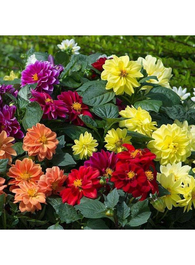 Dahlia Figaro Mixed Color Flower Seeds