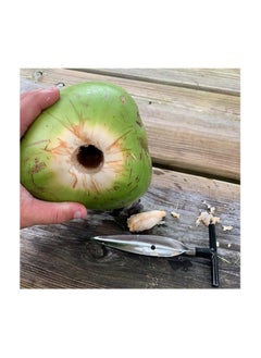 MIRFA Coconut Opener for Fresh Green Young Coconut Water and Peeled Thai Young White Coconuts  - Image 3