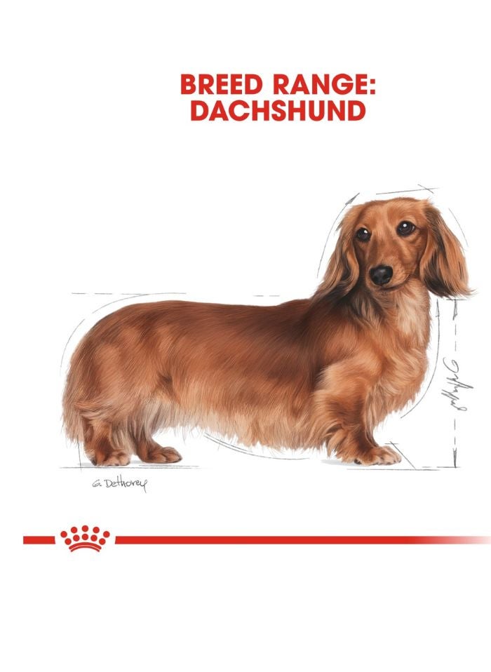 ROYAL CANIN Breed Health Nutrition Dachshund Adult 1.5 KG - Image 5