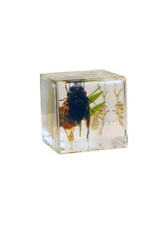 ريل بج ديكور مكتب مكعب حشرة السيكادا الحقيقية من REALBUG  - Image 1