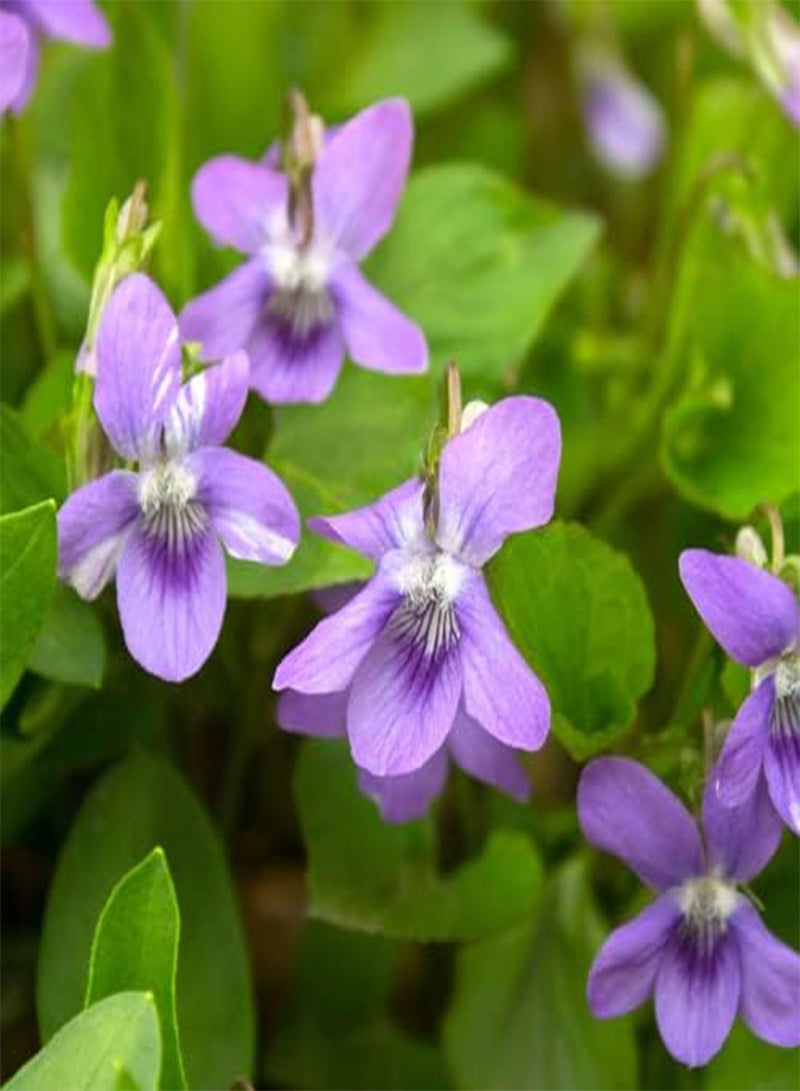 GGOOT Flowering Perennials Plants (PKD) Bare Root, Purple Violets