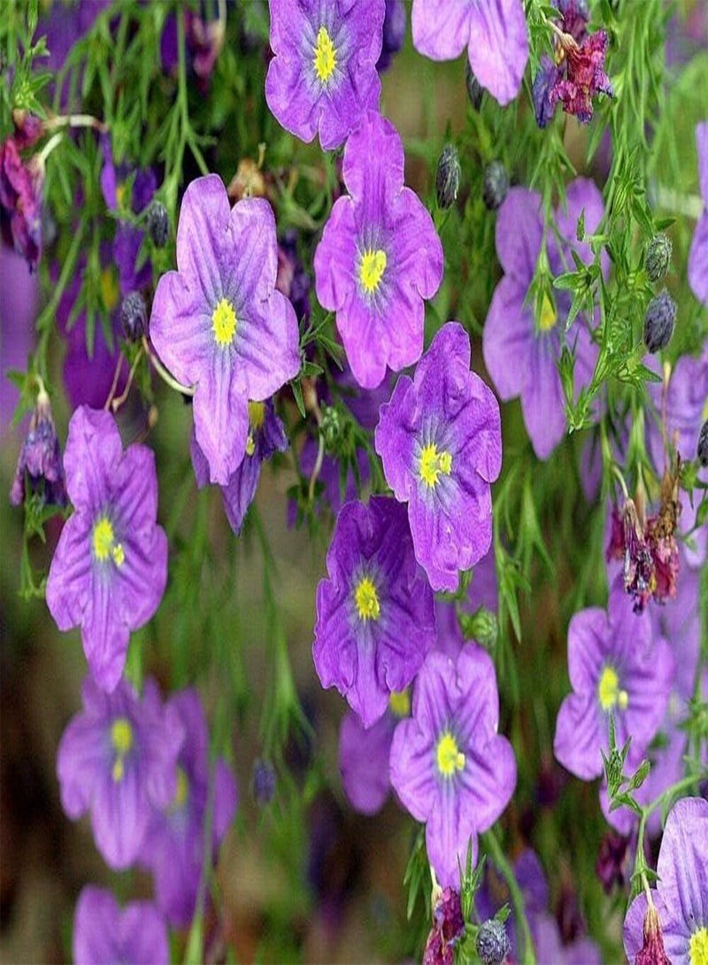 GGOOT CUPFLOWER Purple Robe - 650 Seeds - Nierembergia hippomanica - Hanging Baskets