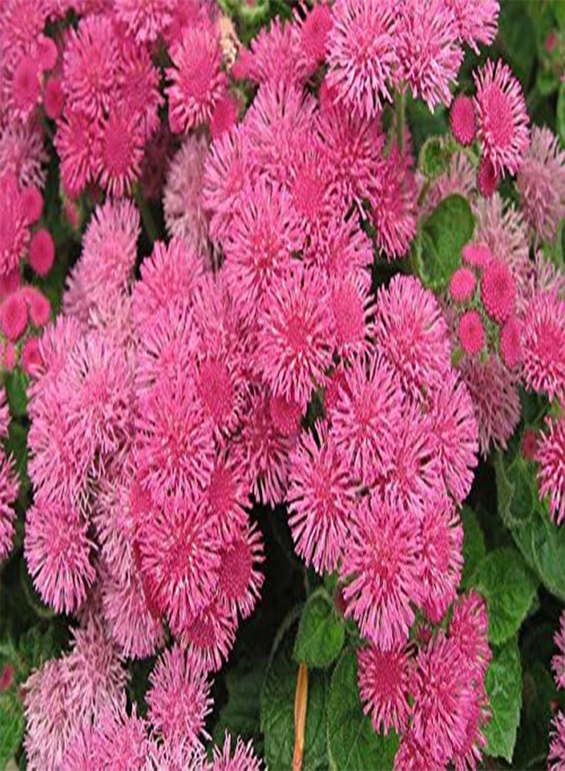 GGOOT Floss Flower Seeds, houstonianum,Cloud Nine Pink-PEL,Early Variety. (50)  - Image 1