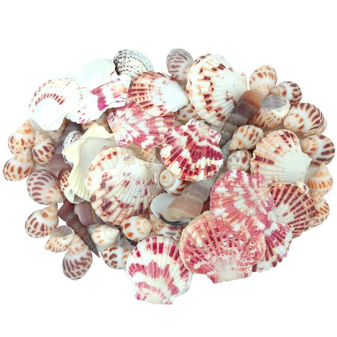 SEA SHELLS MIXED BEACH SEASHELLS VARIOUS MAXIMUM SIZES UP TO 2 INCHES SHELLS APPROX 80 PIECES SEASHELLS