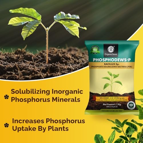 OrganicDews Phosphate Solubilizing Bacteria PSB (5x10^7 CFU/g) Bio Inoculum Fertilizer (1 Kg) for Plants - Faster Root Growth and Better Nutrient Uptake-1 Kg - Image 2