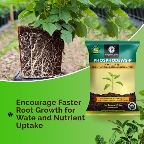 OrganicDews Phosphate Solubilizing Bacteria PSB (5x10^7 CFU/g) Bio Inoculum Fertilizer (1 Kg) for Plants - Faster Root Growth and Better Nutrient Uptake-1 Kg - Image 4