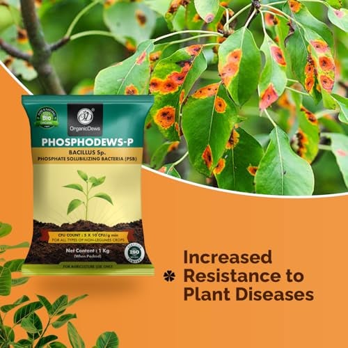 OrganicDews Phosphate Solubilizing Bacteria PSB (5x10^7 CFU/g) Bio Inoculum Fertilizer (1 Kg) for Plants - Faster Root Growth and Better Nutrient Uptake-1 Kg - Image 5