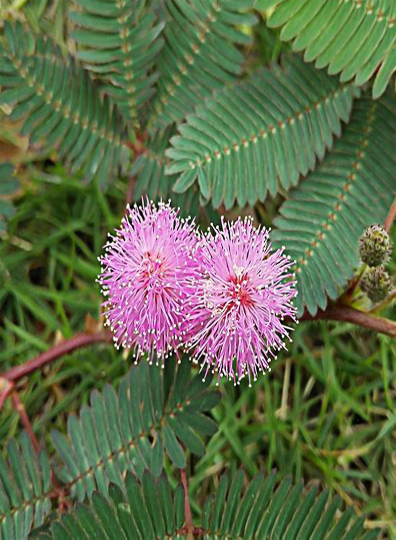 جي جوت 75 قطعة من بذور النباتات الحساسة، بذور الميموزا بوديكا، نبات خجول، نبات بونساي أخضر لتزيين الحديقة المنزلية بذور الميموزا بوديكا - Image 3