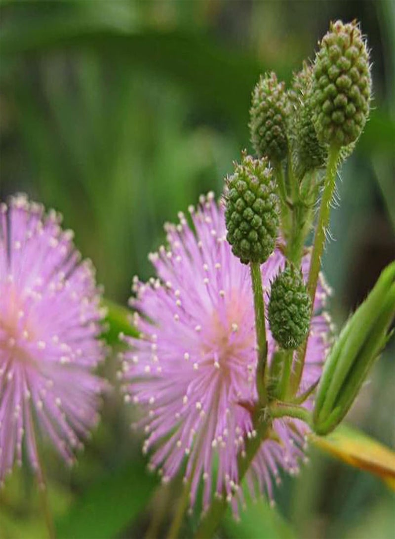 جي جوت 75 قطعة من بذور النباتات الحساسة، بذور الميموزا بوديكا، نبات خجول، نبات بونساي أخضر لتزيين الحديقة المنزلية بذور الميموزا بوديكا - Image 5