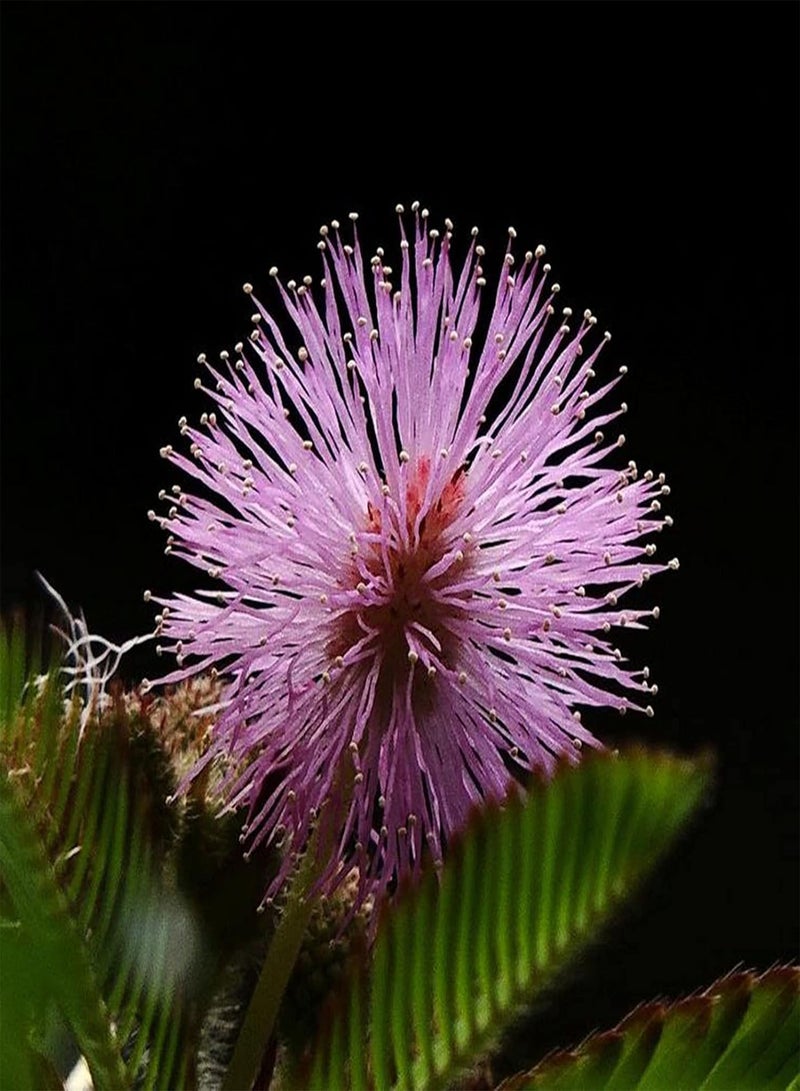 جي جوت 75 قطعة من بذور النباتات الحساسة، بذور الميموزا بوديكا، نبات خجول، نبات بونساي أخضر لتزيين الحديقة المنزلية بذور الميموزا بوديكا - Image 1