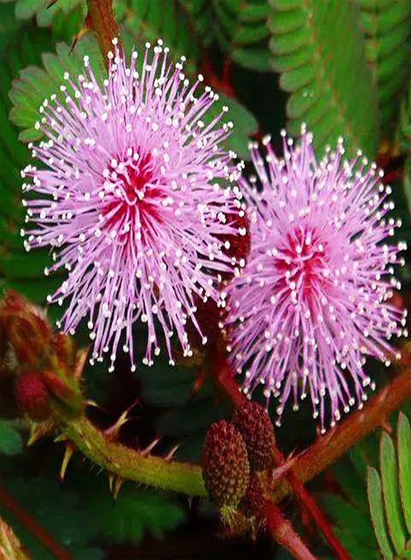 جي جوت 75 قطعة من بذور النباتات الحساسة، بذور الميموزا بوديكا، نبات خجول، نبات بونساي أخضر لتزيين الحديقة المنزلية بذور الميموزا بوديكا - Image 4