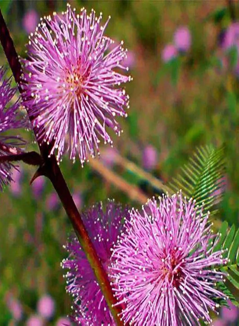 جي جوت 75 قطعة من بذور النباتات الحساسة، بذور الميموزا بوديكا، نبات خجول، نبات بونساي أخضر لتزيين الحديقة المنزلية بذور الميموزا بوديكا - Image 2