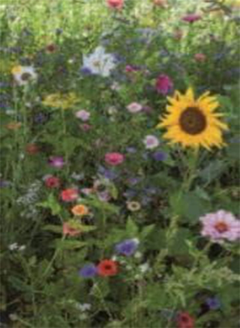 جي جوت 75 بذورًا من زهور الحقل المختلطة، بذور زهور الحديقة البسيطة، ازرع زهورك الملونة بنفسك