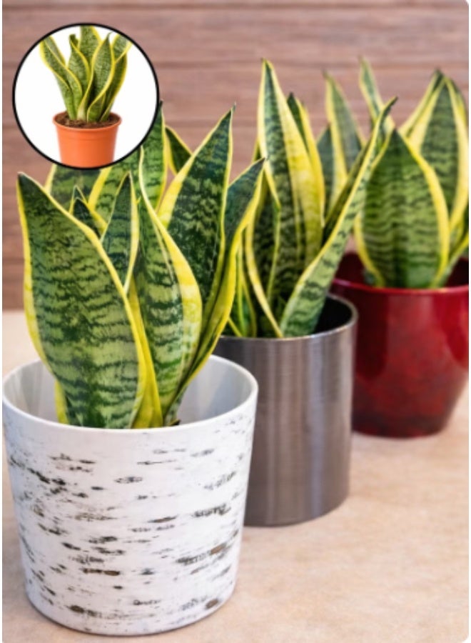 SPRING GARDEN Fresh Indoor Snake Plant (20–25 cm Height) - Image 1