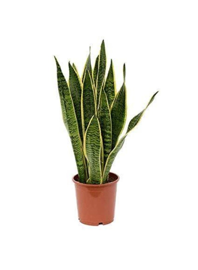 SPRING GARDEN Fresh Indoor Snake Plant (20–25 cm Height) - Image 2