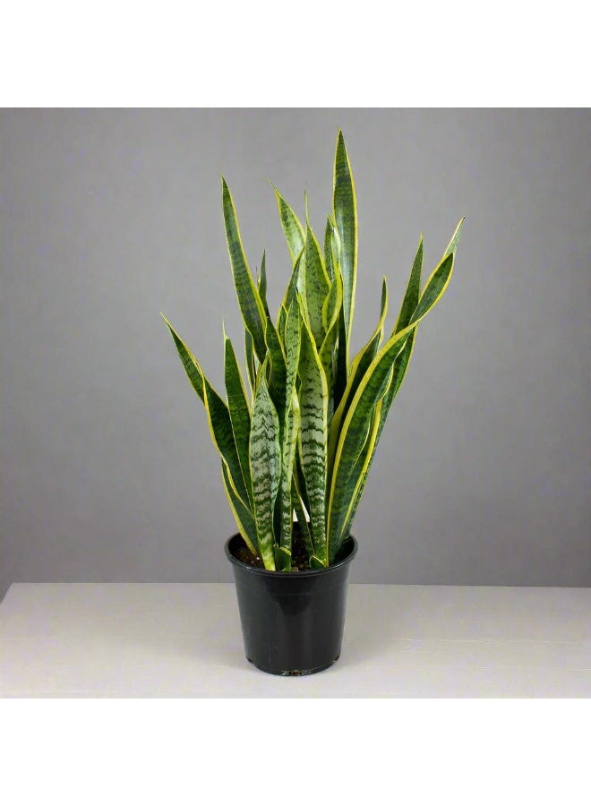 SPRING GARDEN Fresh Indoor Snake Plant (20–25 cm Height) - Image 3