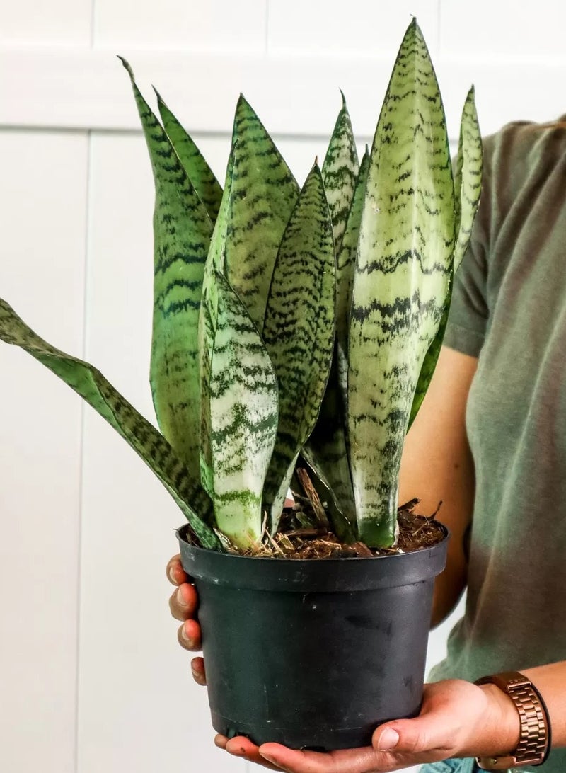 SPRING GARDEN Fresh Indoor Snake Plant (20–25 cm Height) - Image 4