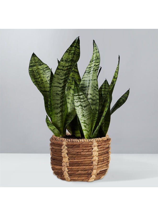 SPRING GARDEN Fresh Indoor Snake Plant (20–25 cm Height) - Image 5