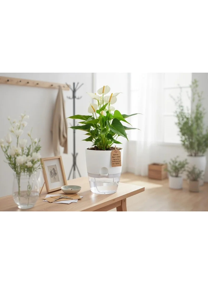 THUGFIT  Self Watering Planter Pots, 4 Pack Pots for Indoor  TABLE TOP,TV SHELF,OFFICE TABLE,Windowsill Gardens, Self Aerating, High Drainage, Deep Reservoir.  | Best Price UAE