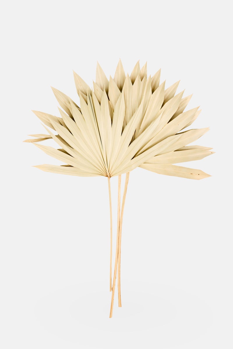 Muy Mucho 3 Pieces Natural Dried Sun Palm Spear, Light Sage - Image 1