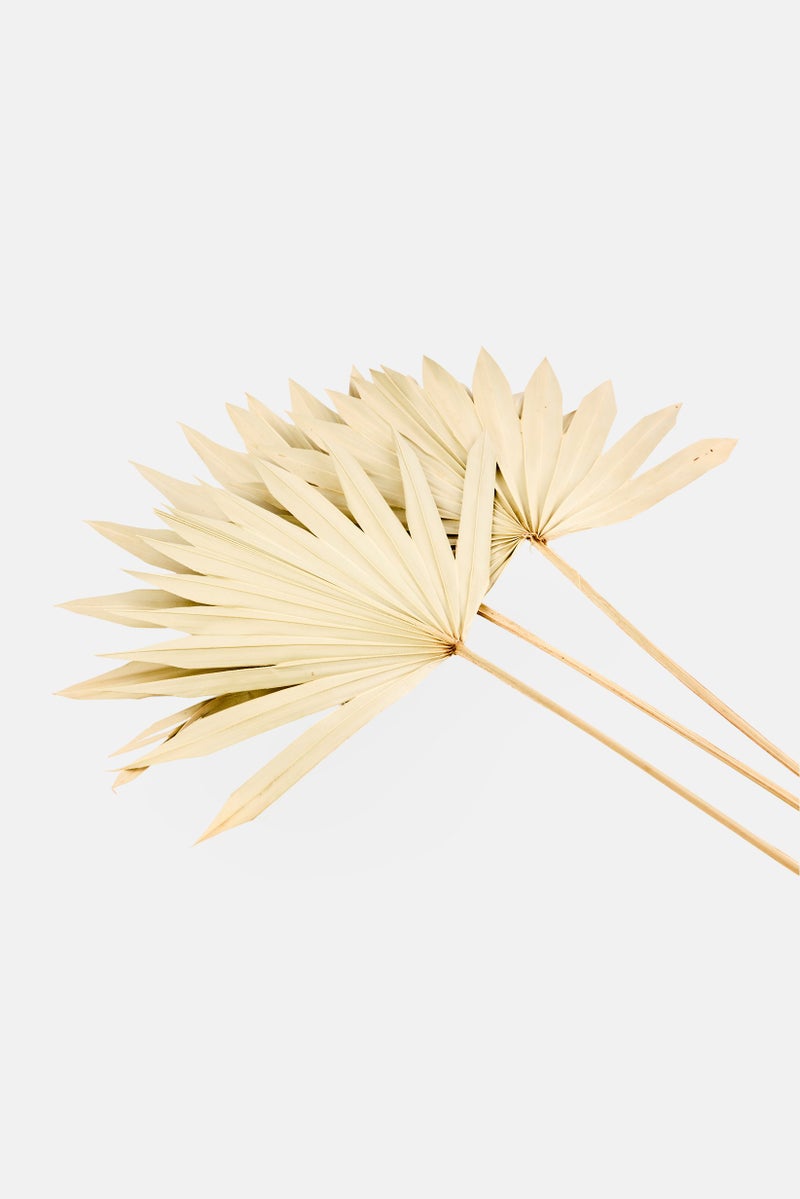 Muy Mucho 3 Pieces Natural Dried Sun Palm Spear, Light Sage - Image 3