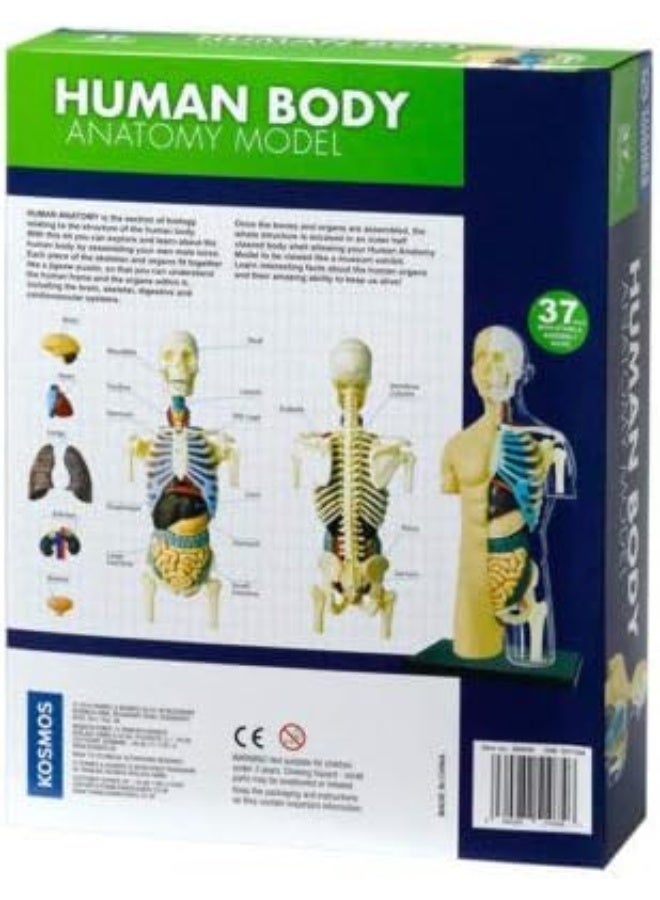Thames & Kosmos Human Anatomy Model - Image 2