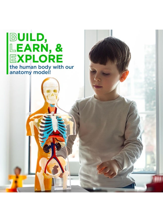 Thames & Kosmos Human Anatomy Model - Image 5