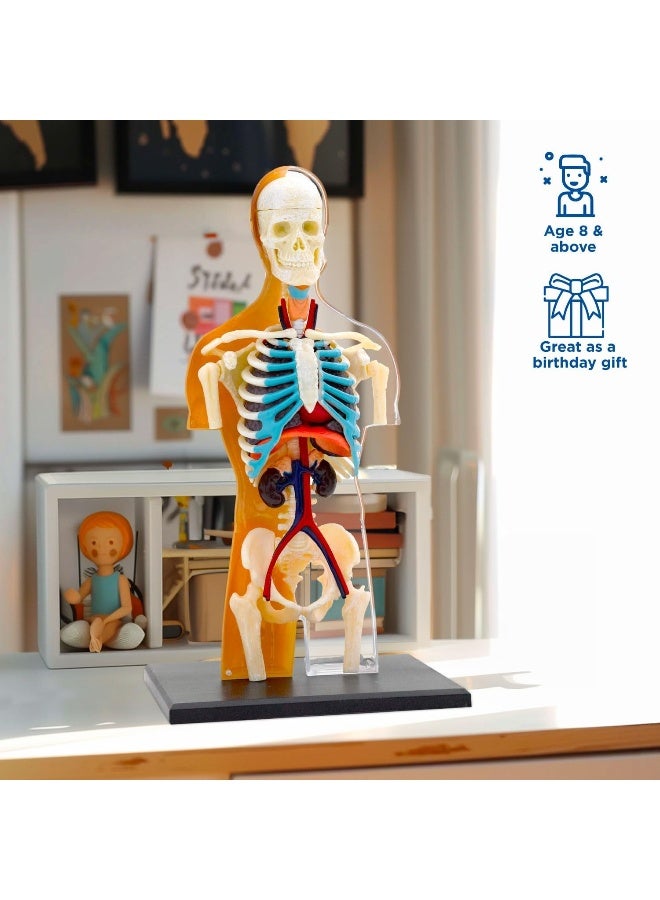 Thames & Kosmos Human Anatomy Model - Image 3