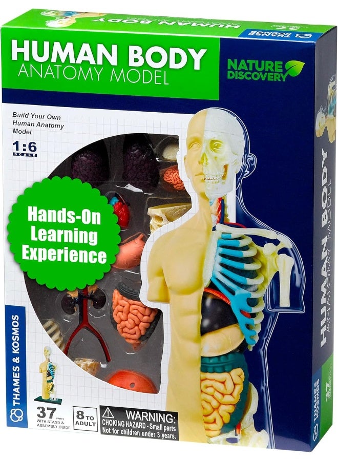 Thames & Kosmos Human Anatomy Model - Image 1