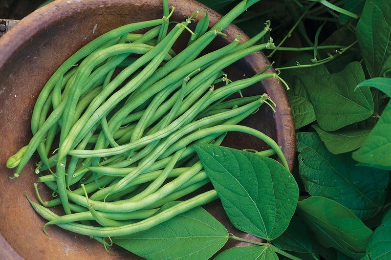 Burpee بذور الفاصوليا بربى بينانزا 2 أونصة - Image 2