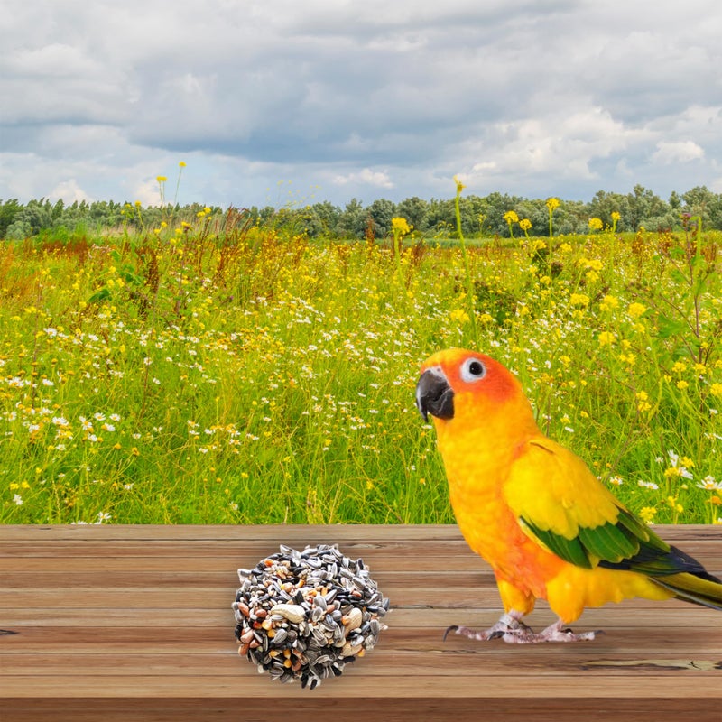 MASHKI Conure Seed Mix All Life Stage Mix Seeds Daily Bird Food Natural Nutrition Diet Food (1 Kg),All Life Stages, 1 Count - Image 4