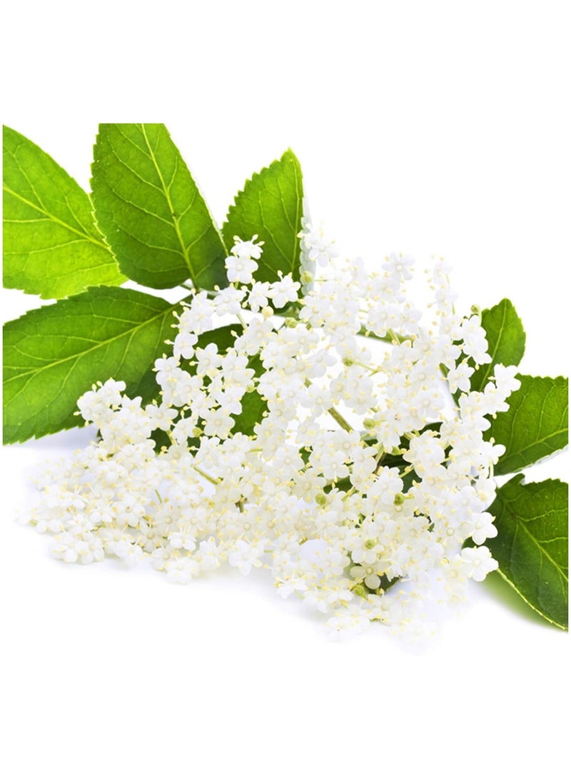 فروتا ماكس لايت FruttaMax Light - منخفض الكربوهيدرات - شراب اللياقة البدنية | زيرو سكر | مع ستيفيا | 60٪ محتوى الفاكهة 500 مل (زهرة البيلسان - الليمون - النعناع - خفيف)  - Image 3
