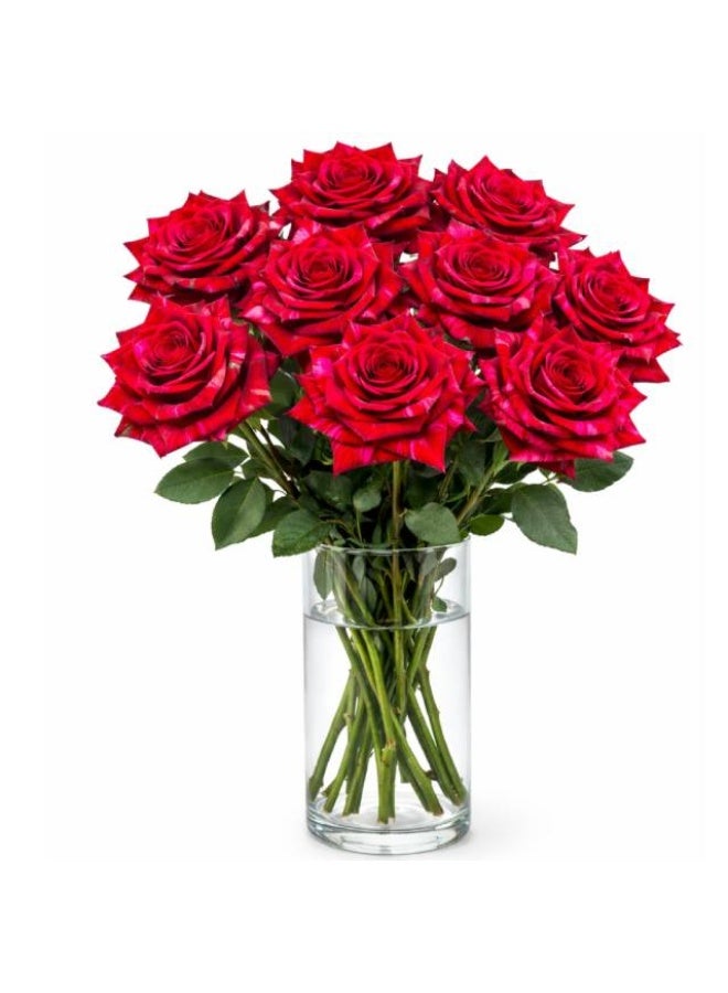 Red Panther Roses, 10 stems - 50cm, Colombia
