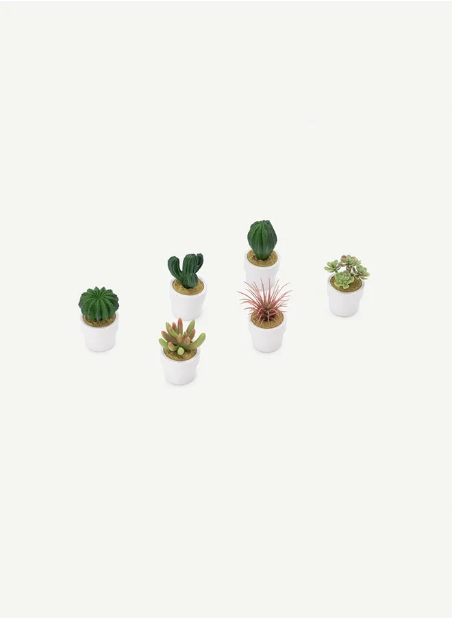 OC HOME Succulent Plant Set Of 6pcs