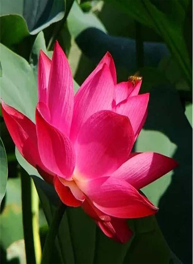 GGOOT 10pcs pink lotus seed powder fresh fragrance fills the courtyard beautiful flower indoor and outdoor decoration easy to germinate does not need much maintenance - Image 2