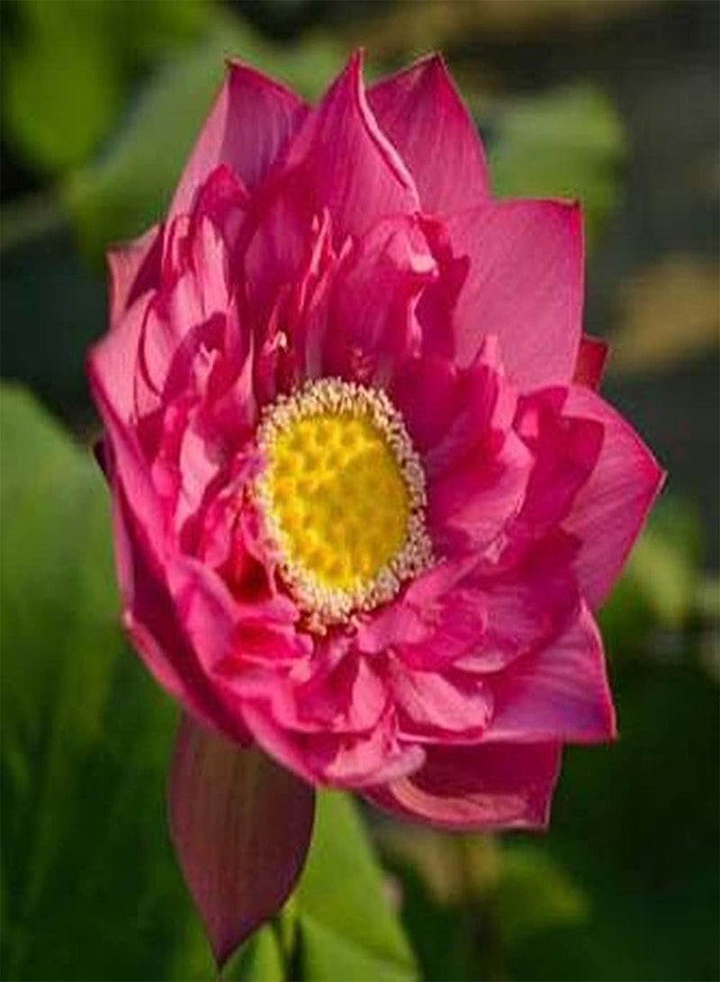 GGOOT 10pcs pink lotus seed powder fresh fragrance fills the courtyard beautiful flower indoor and outdoor decoration easy to germinate does not need much maintenance - Image 1