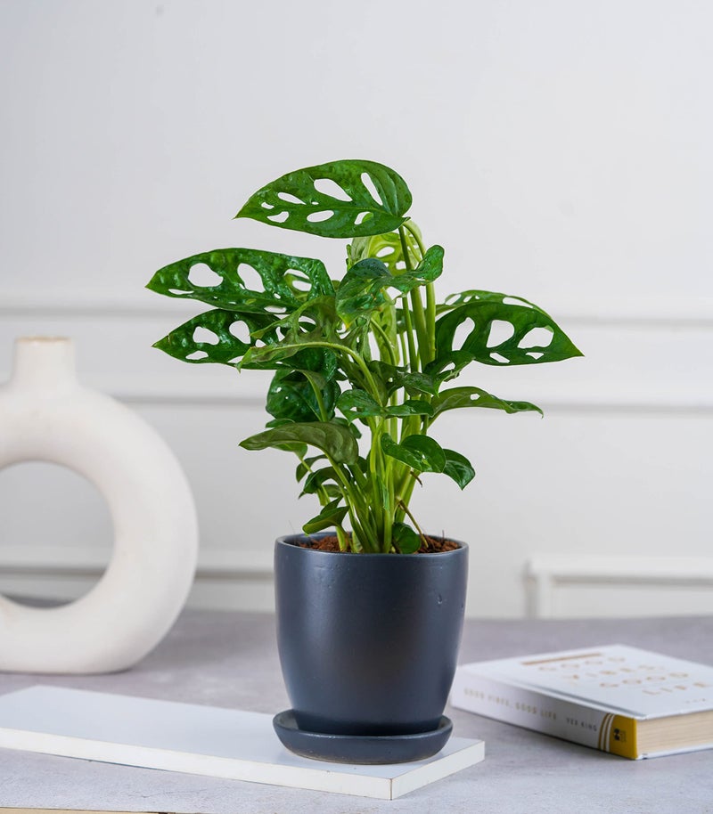 Nurturing Green® Modern Design Charcoal Grey Ceramic Pot for Home, Indoor Décor & Gifting | Flower Pots (Size: 4.25 Wide | Comes with Bottom Plate) - [Plants are not Included] - Image 4
