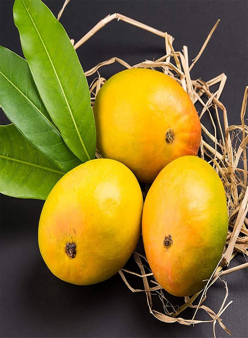 GGOOT 2 Premium Mango Seeds for Planting | Non-GMO Heirloom Fruit Seeds | Tropical Exotic Fruit Tree for Planting Garden Home Outdoor - Image 3
