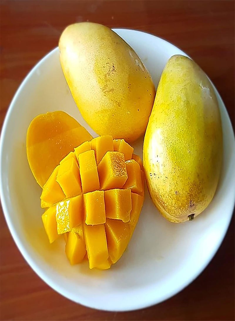 GGOOT 2 Premium Mango Seeds for Planting | Non-GMO Heirloom Fruit Seeds | Tropical Exotic Fruit Tree for Planting Garden Home Outdoor - Image 2