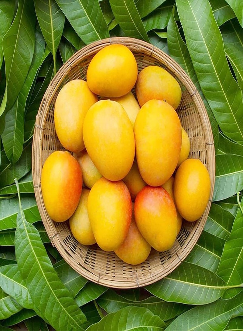 GGOOT 2 Premium Mango Seeds for Planting | Non-GMO Heirloom Fruit Seeds | Tropical Exotic Fruit Tree for Planting Garden Home Outdoor - Image 4
