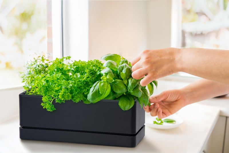 D'vine Dev 12 Inch Window Box Planter, Rectangle Plastic Herb Planter with Drainage Holes and Saucer, Indoor Succulent Cactus Vegetable Pot for Windowsill, Garden Balcony, Black, Set of 2, 76-X-B-2 - Image 5