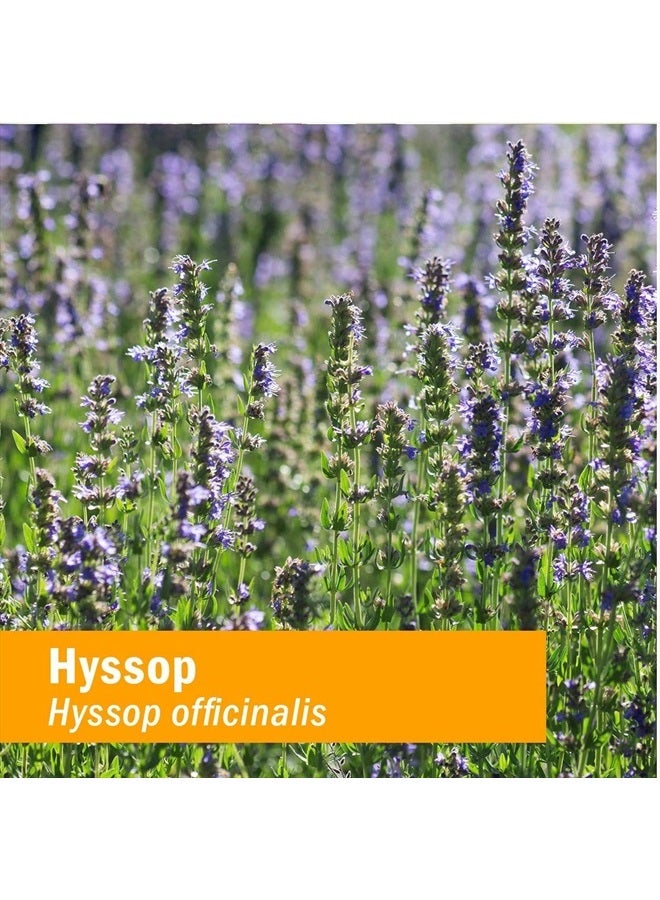 HERB PHARM مستخلص سائل من الزعتر العضوي المعتمد - 1 أونصة - Image 2