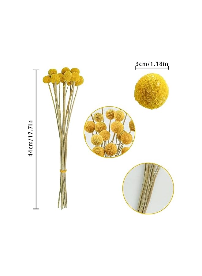The Bros 20 PCS Natural Dried Flowers, Golden Balls Golden Hammer Flowers Dried Flower Bouquet, Floral Bouquet for Flower Arrangement Wedding Home Tall Vase Decoration, Craspedia Billy Balls Flowers - Image 2