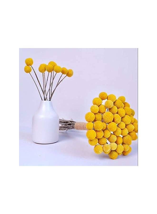 The Bros 20 PCS Natural Dried Flowers, Golden Balls Golden Hammer Flowers Dried Flower Bouquet, Floral Bouquet for Flower Arrangement Wedding Home Tall Vase Decoration, Craspedia Billy Balls Flowers - Image 3