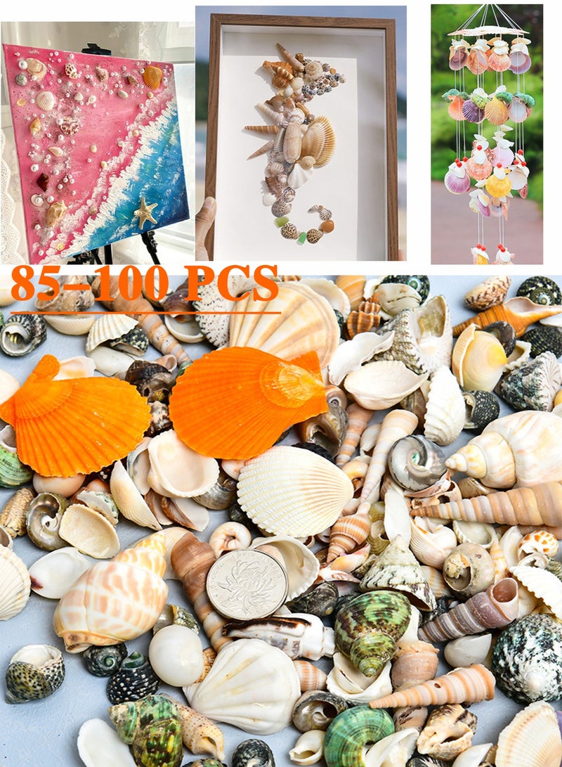 OMEVE Varied Sized Natural Seashells Multicolour 85-100 Pieces - Image 1