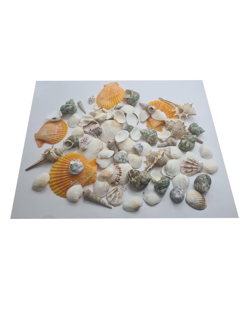 OMEVE Varied Sized Natural Seashells Multicolour 85-100 Pieces - Image 3