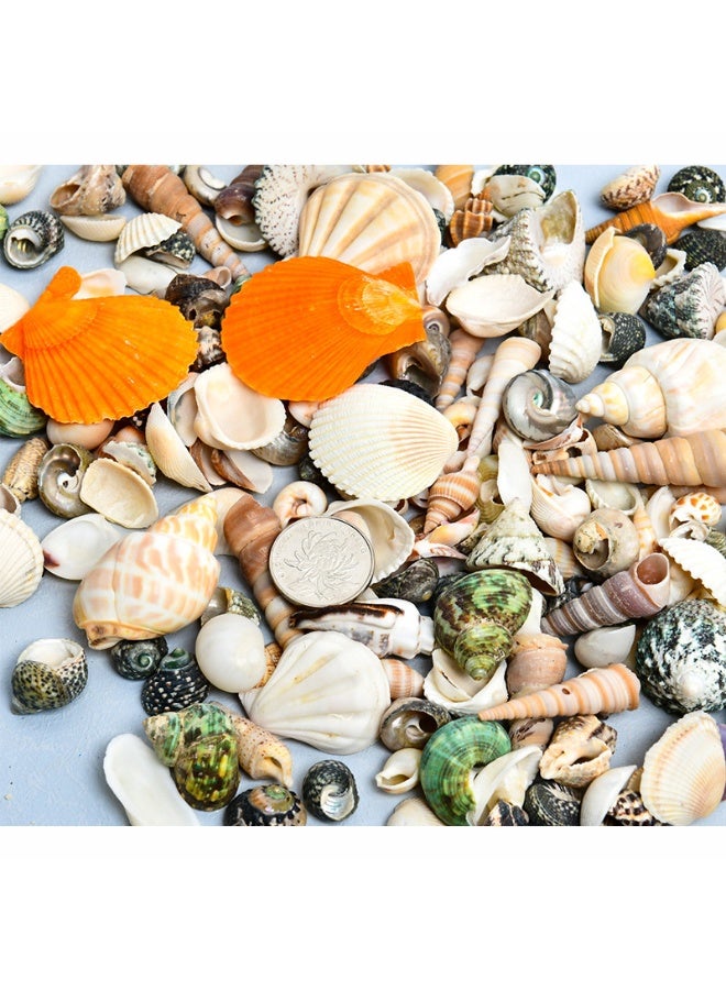 OMEVE Varied Sized Natural Seashells Multicolour 85-100 Pieces - Image 2
